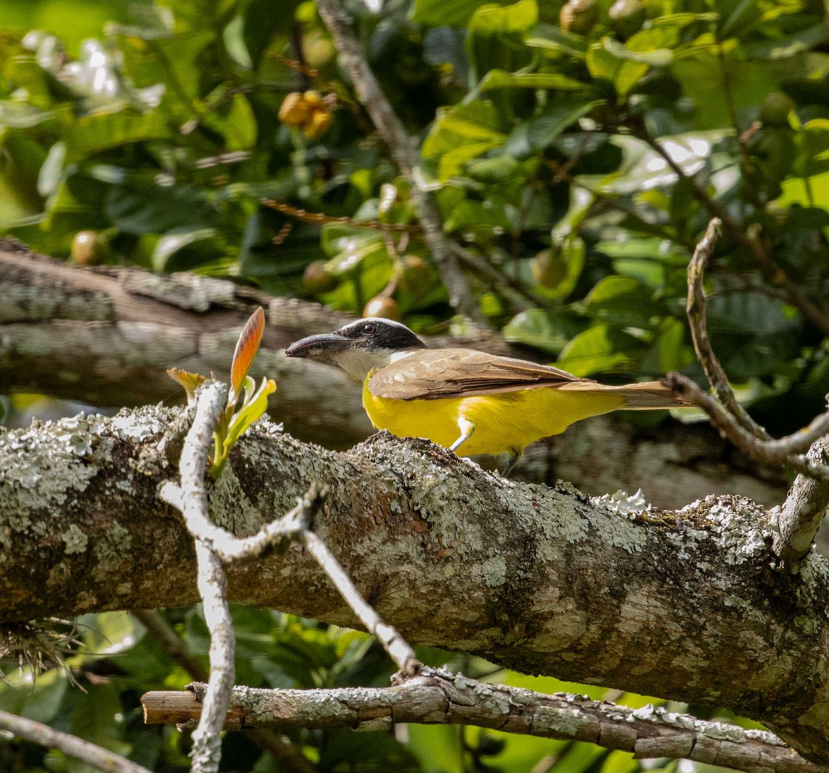 Boat-billed Flycatcher - ML643379479
