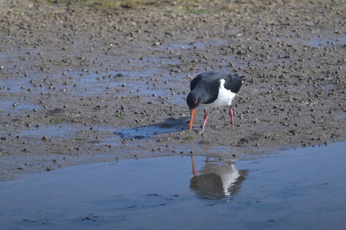 Pied Oystercatcher - ML643379481