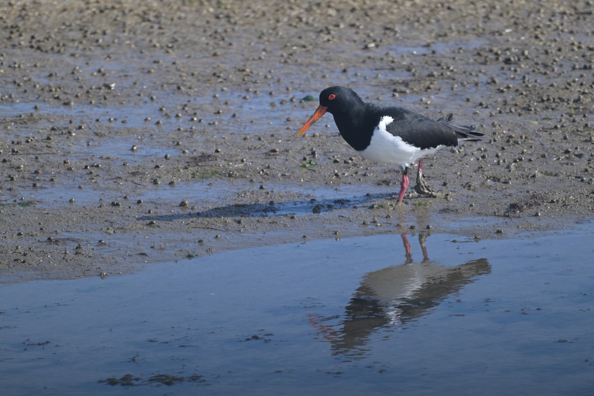 Pied Oystercatcher - ML643379483