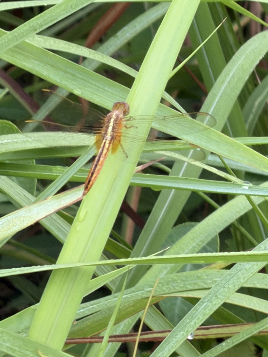 Scarlet Skimmer - ML643379485