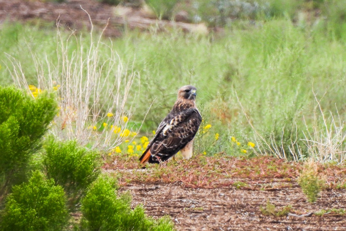 Red-tailed Hawk - ML643379488