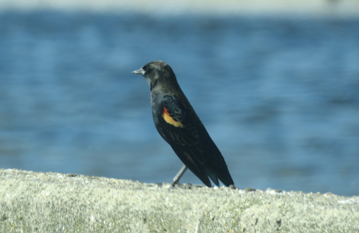 Red-winged Blackbird - ML643379491
