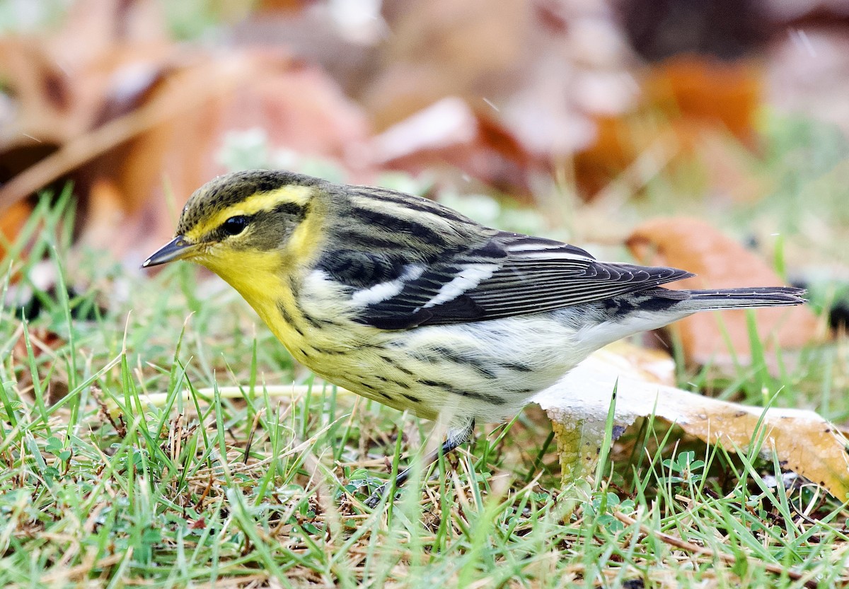 Blackburnian Warbler - ML643379498