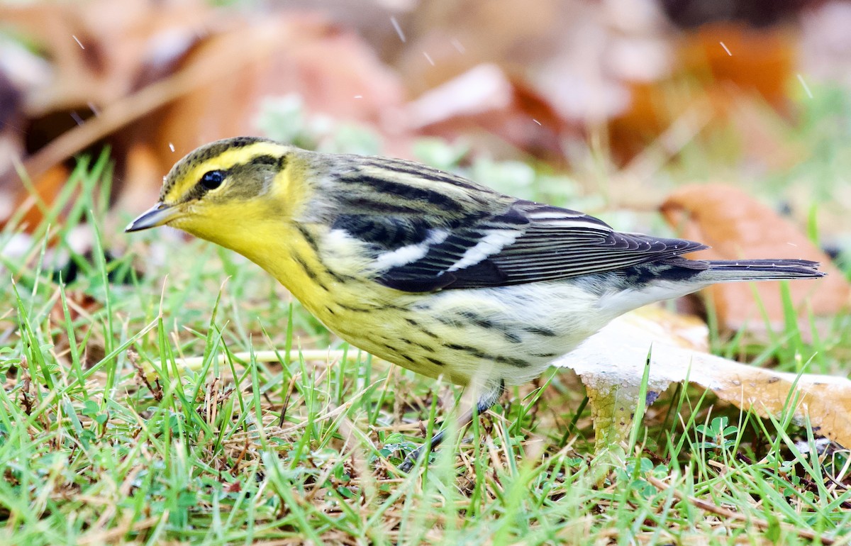Blackburnian Warbler - ML643379499