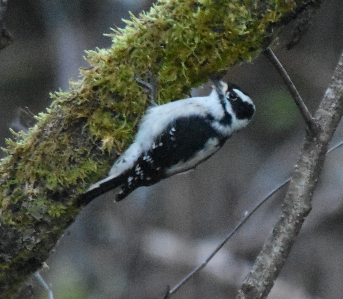 strakapoud osikový - ML643379505