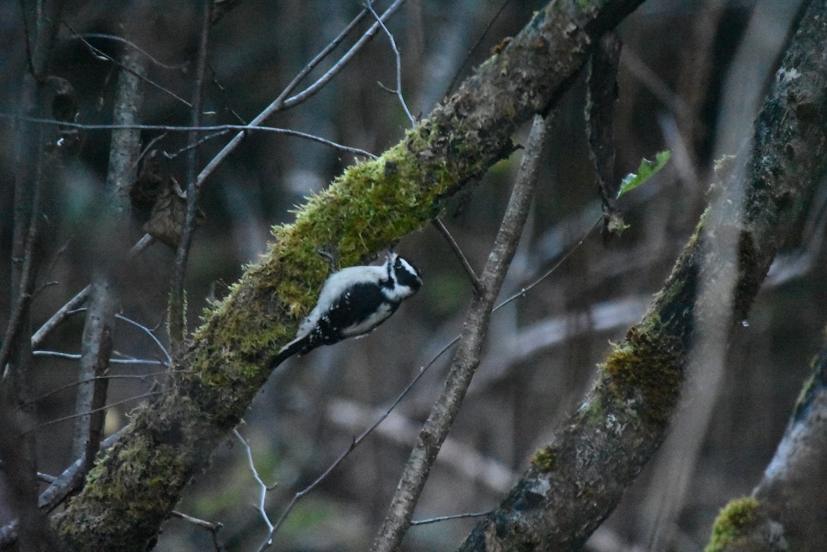 strakapoud osikový - ML643379506