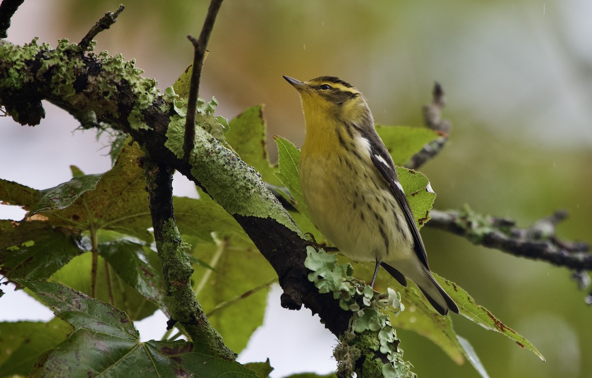 Blackburnian Warbler - ML643379507