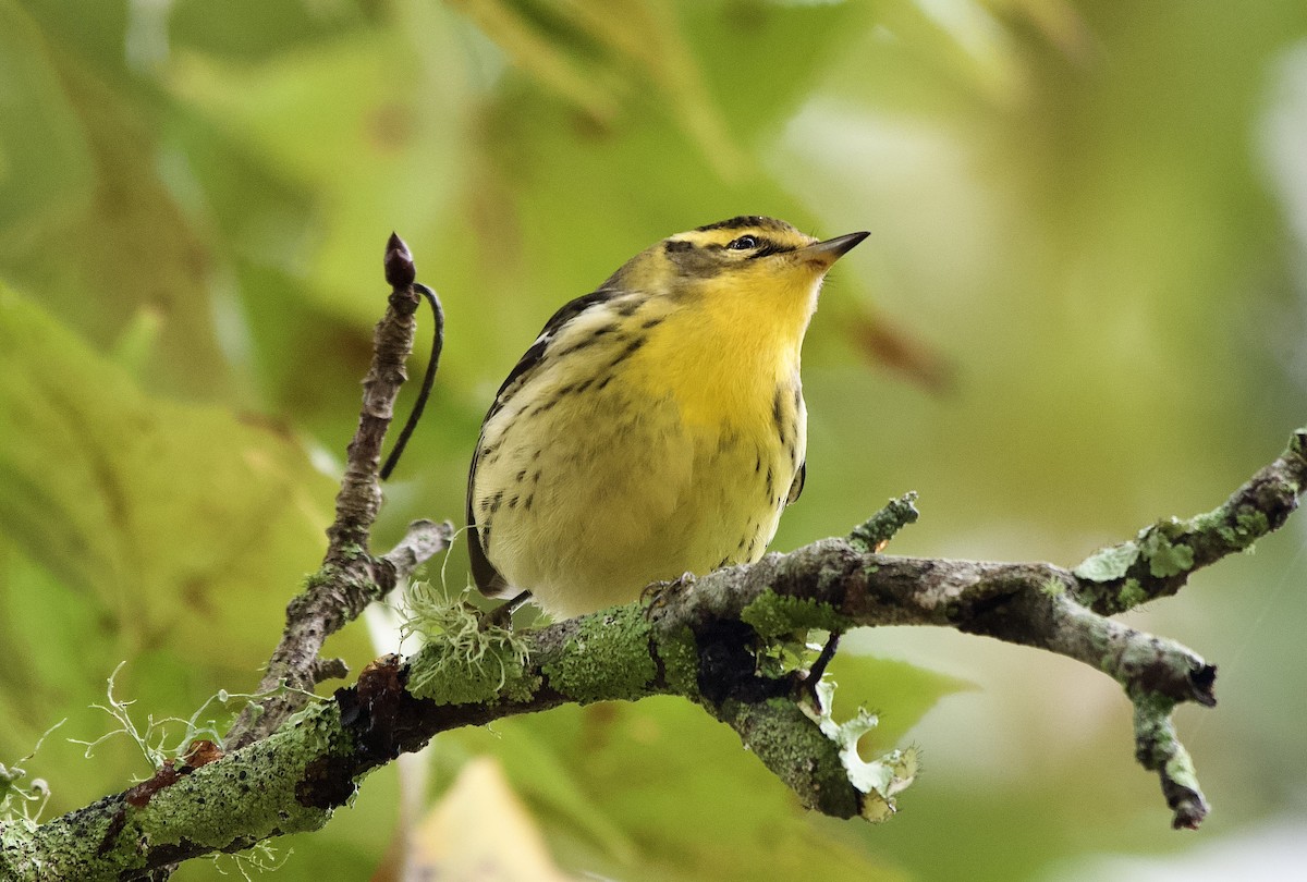 Blackburnian Warbler - ML643379508