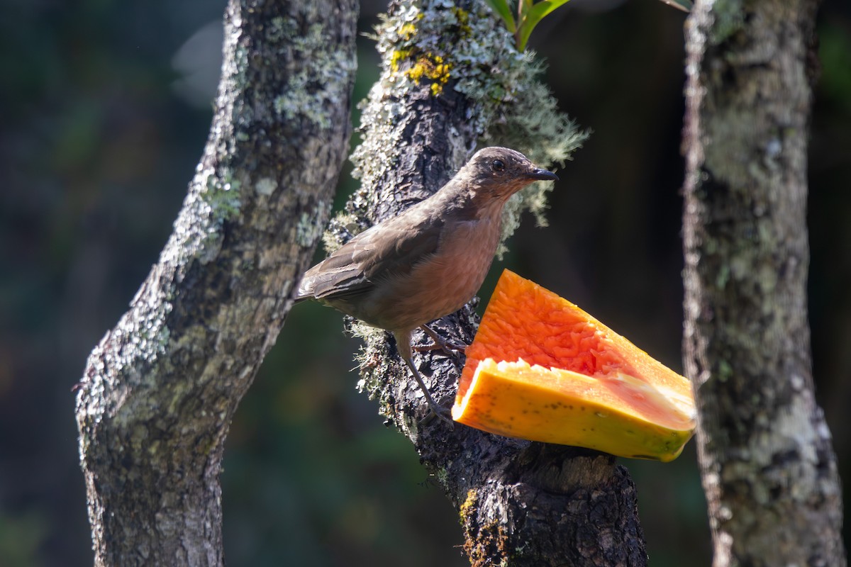 Mountain Thrush - ML643379515