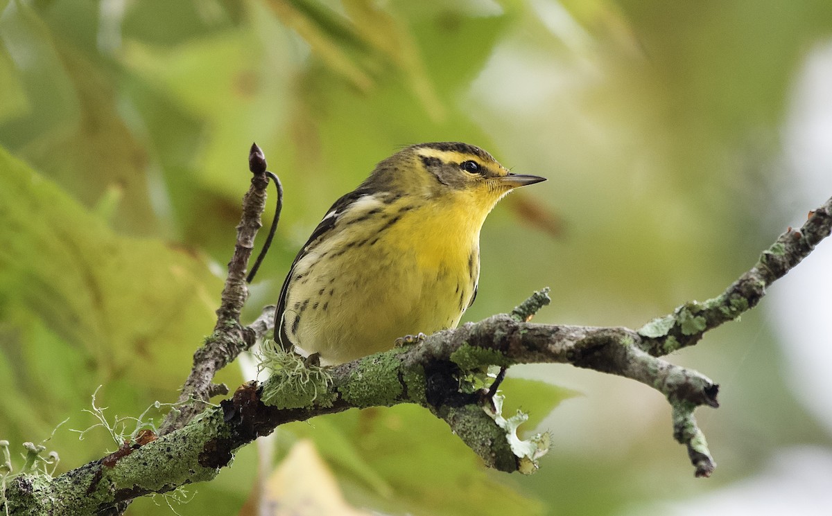 Blackburnian Warbler - ML643379517