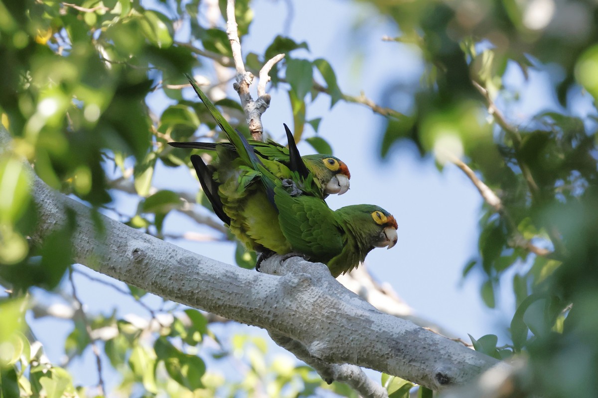 Aratinga Frentinaranja - ML643379527