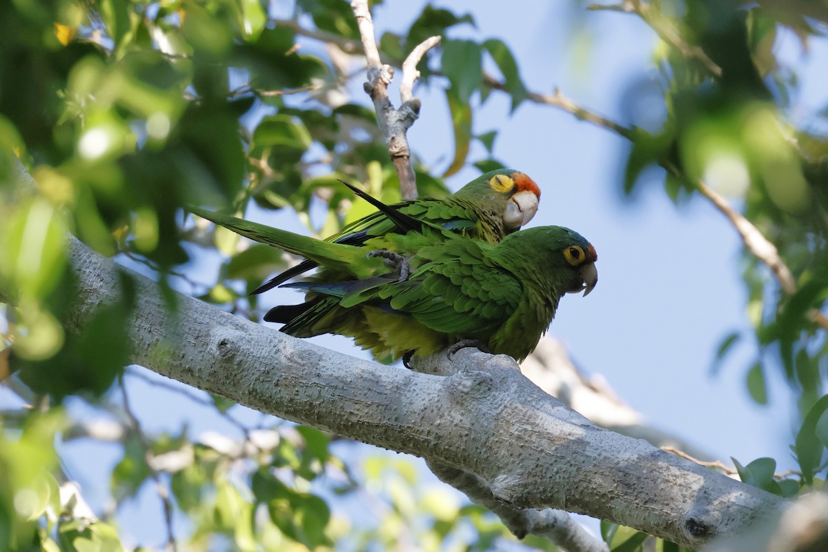 Aratinga Frentinaranja - ML643379528