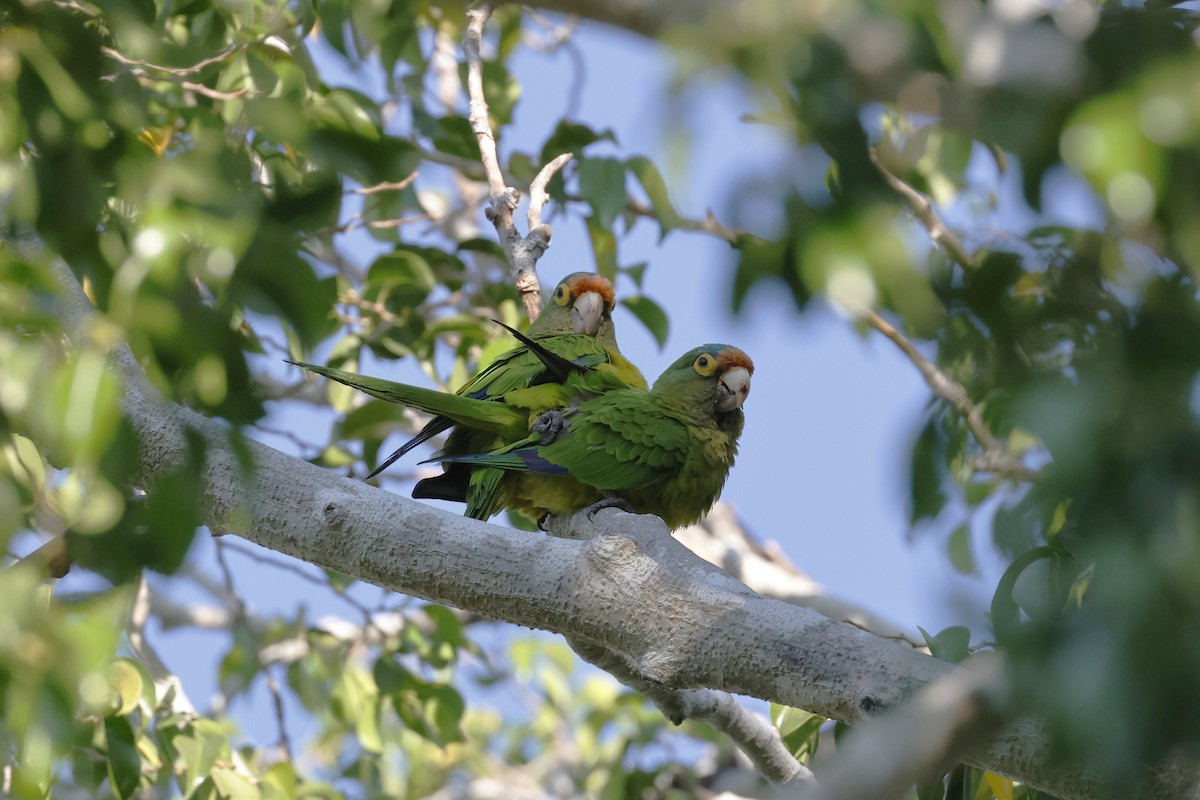 Aratinga Frentinaranja - ML643379530