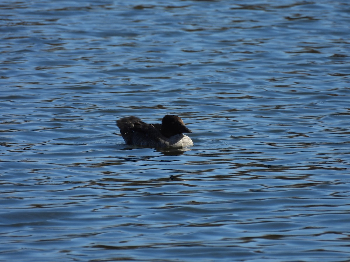 Common Goldeneye - ML643379543