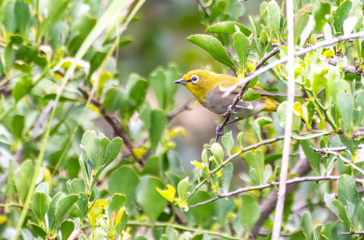 Cape White-eye - ML643379548
