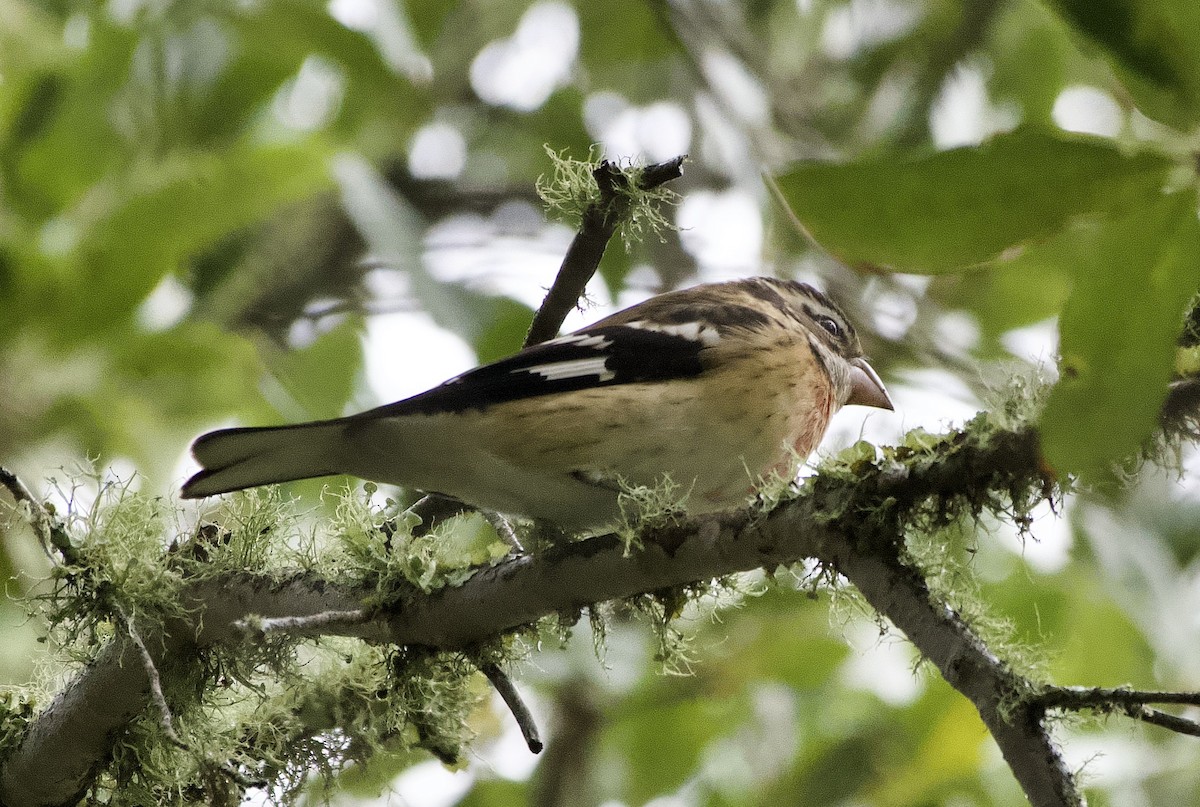 Rose-breasted Grosbeak - ML643379550