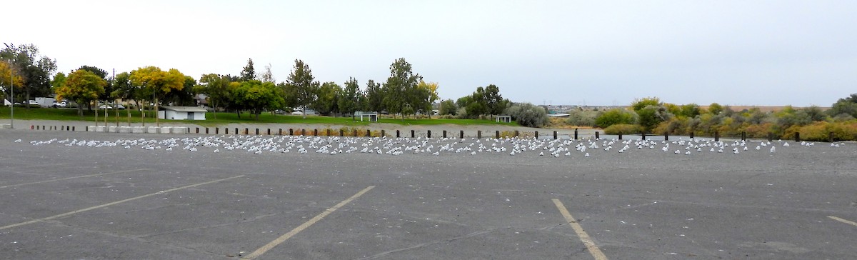 racek kroužkozobý - ML643379554