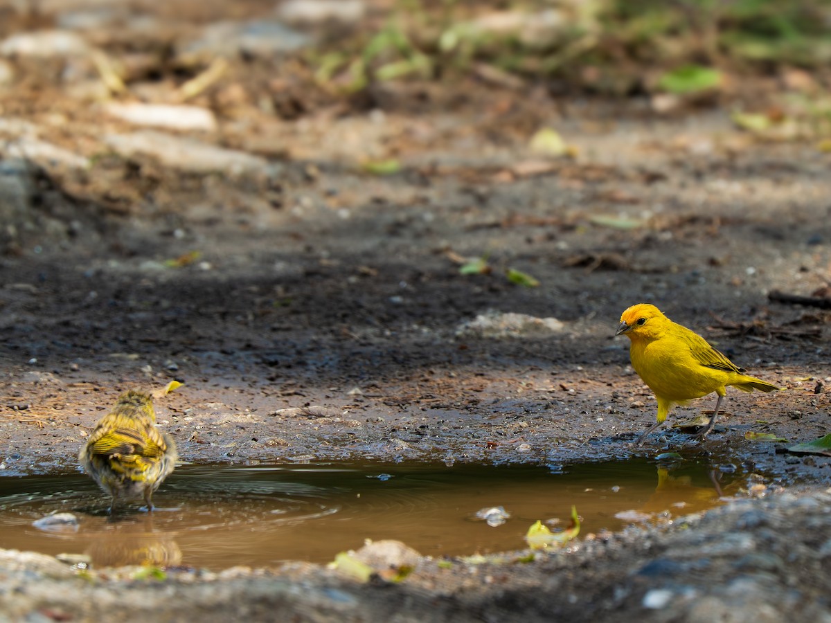 Saffron Finch - ML643379565