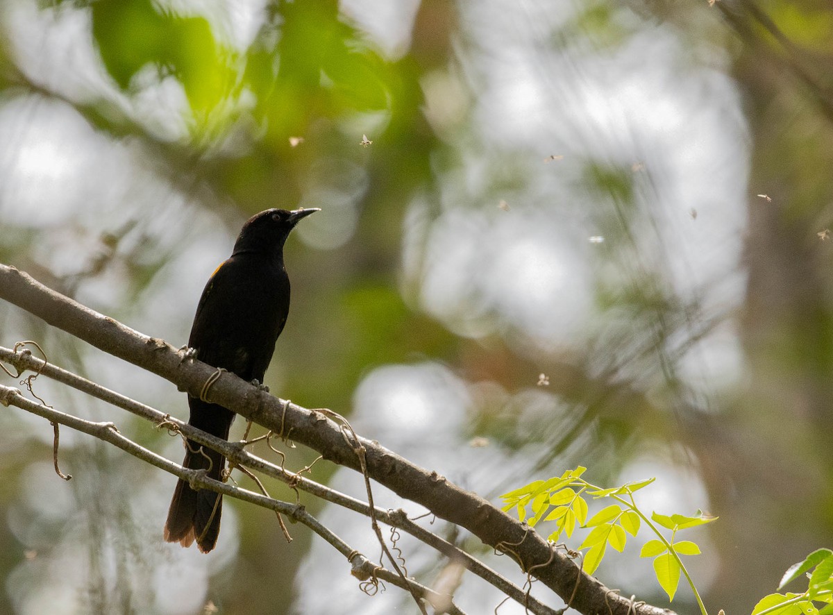 Variable Oriole - ML643379570