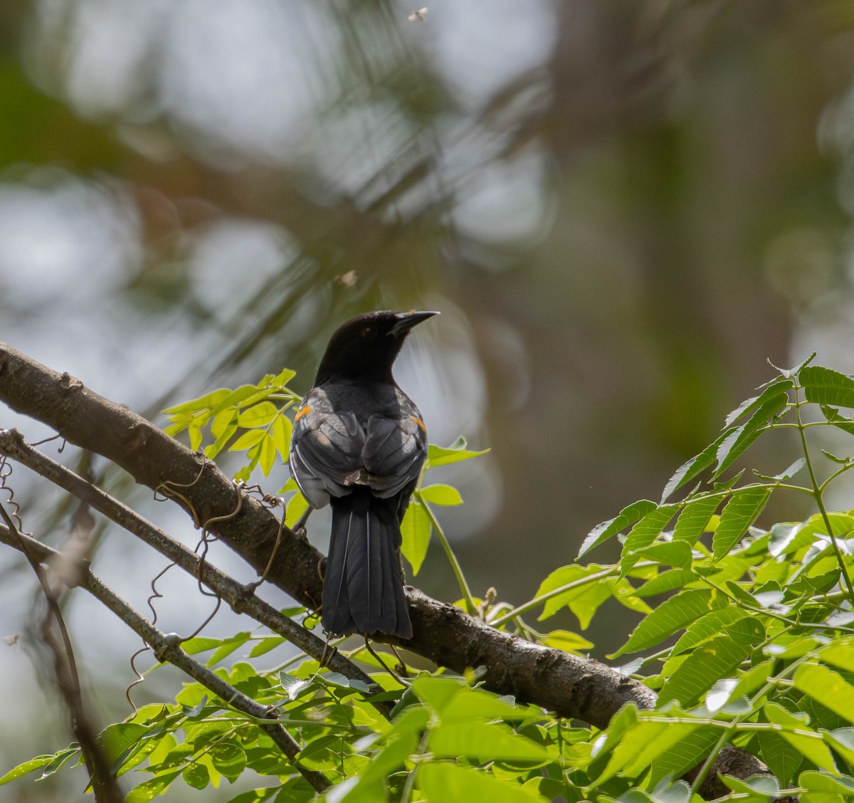 Variable Oriole - ML643379571