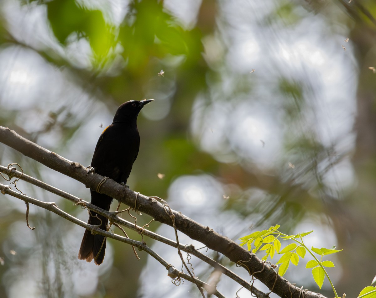 Variable Oriole - ML643379573