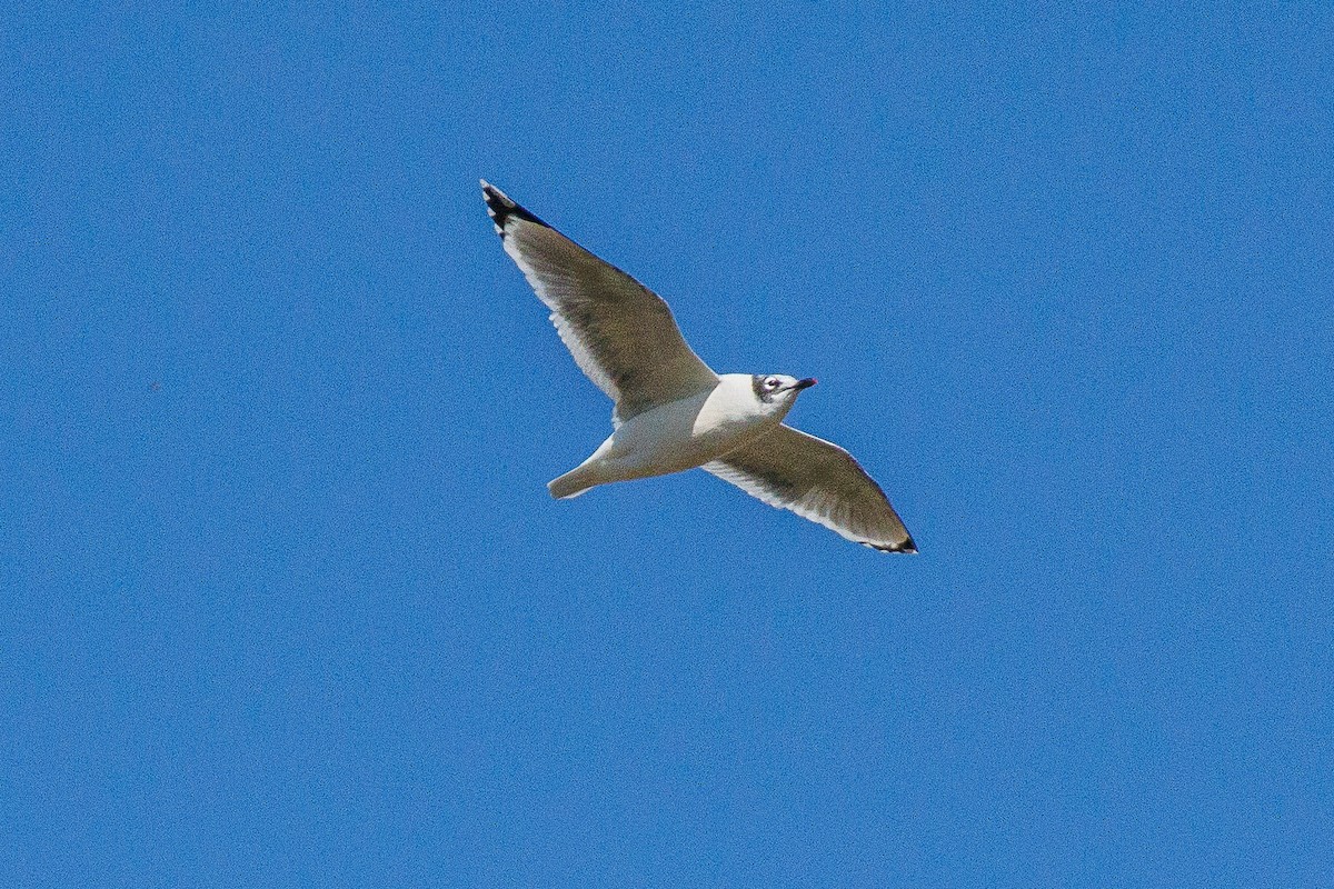Franklin's Gull - ML643379582