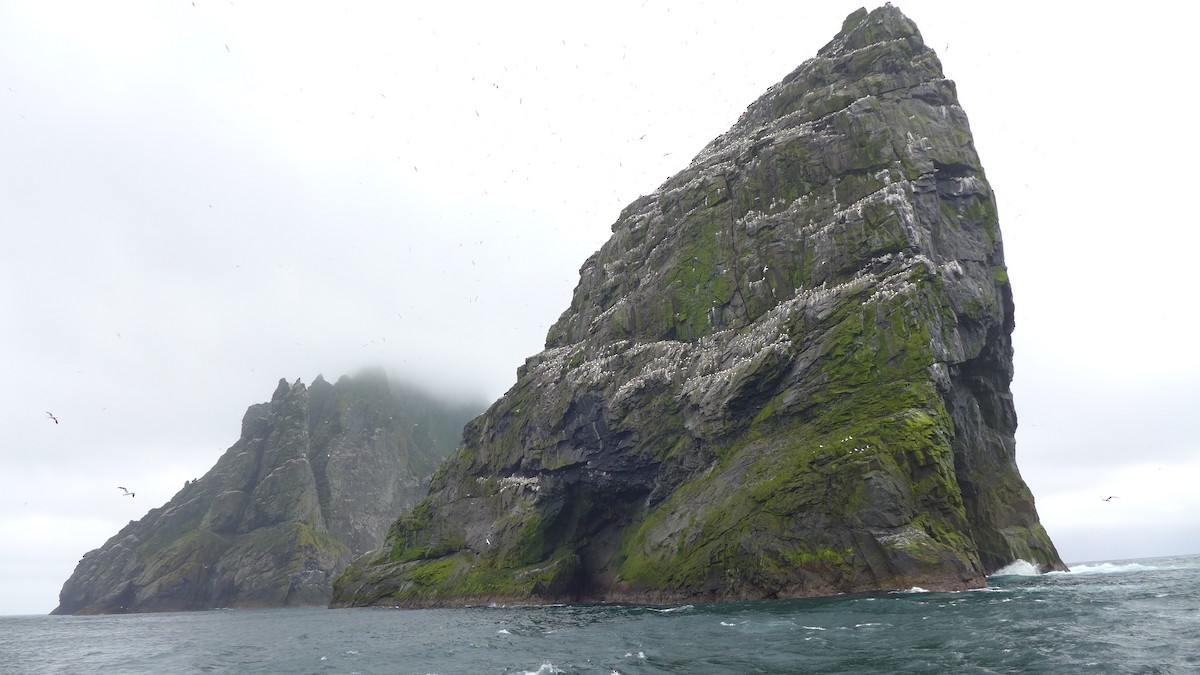 Northern Gannet - ML643379591