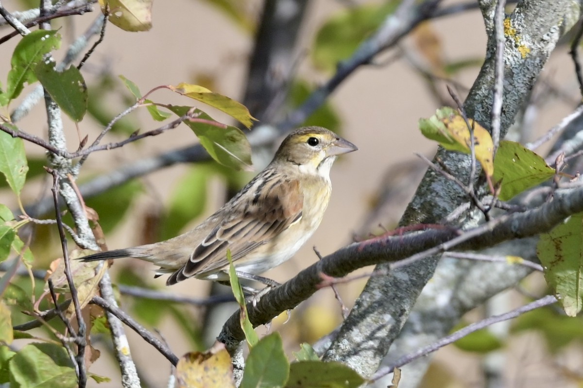 Dickcissel - ML643379594