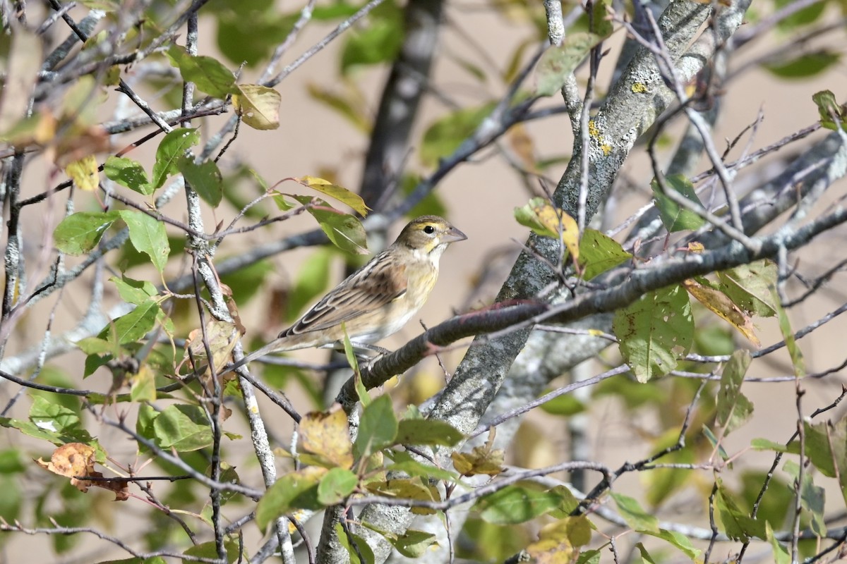 Dickcissel - ML643379595