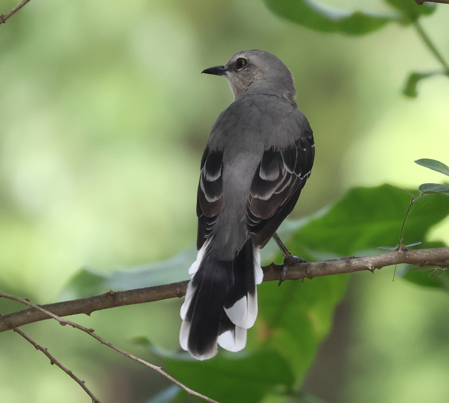 Tropical Mockingbird - ML643379596