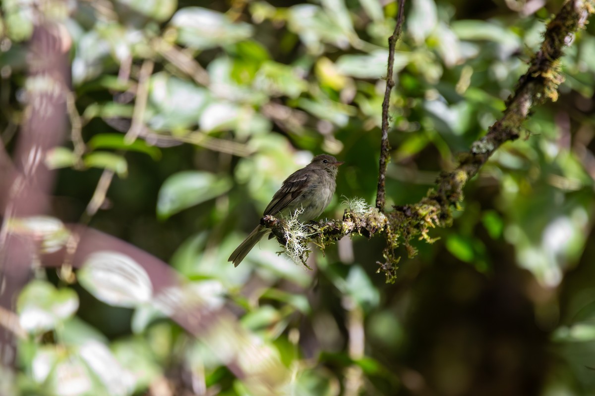 Mountain Elaenia - ML643379643