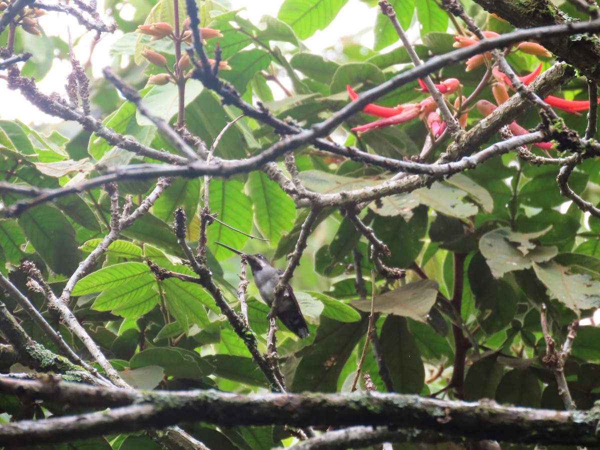 Long-billed Starthroat - ML643379661