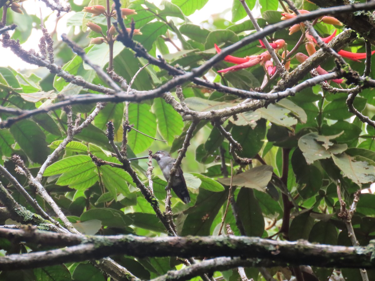 Long-billed Starthroat - ML643379662