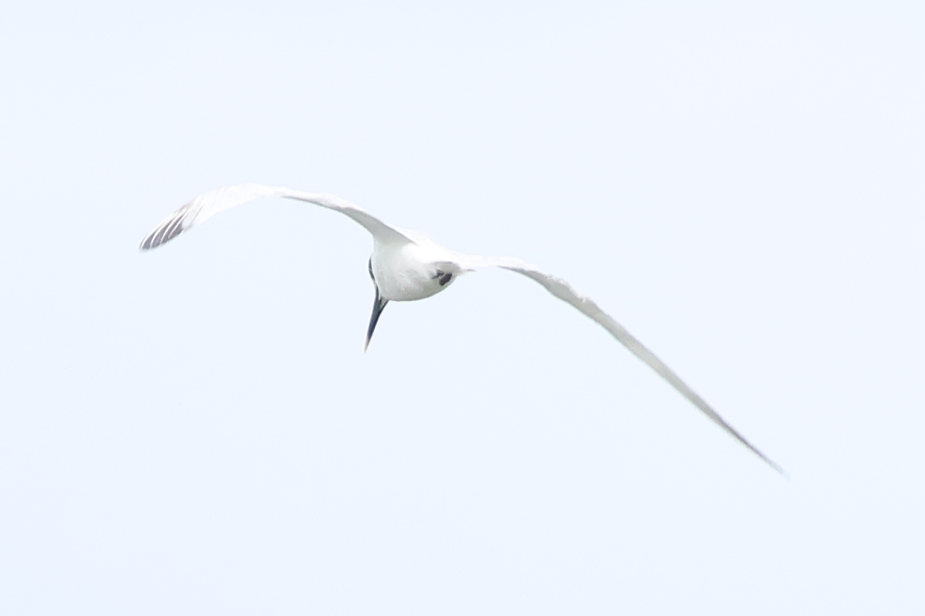 Sandwich Tern - ML643379719