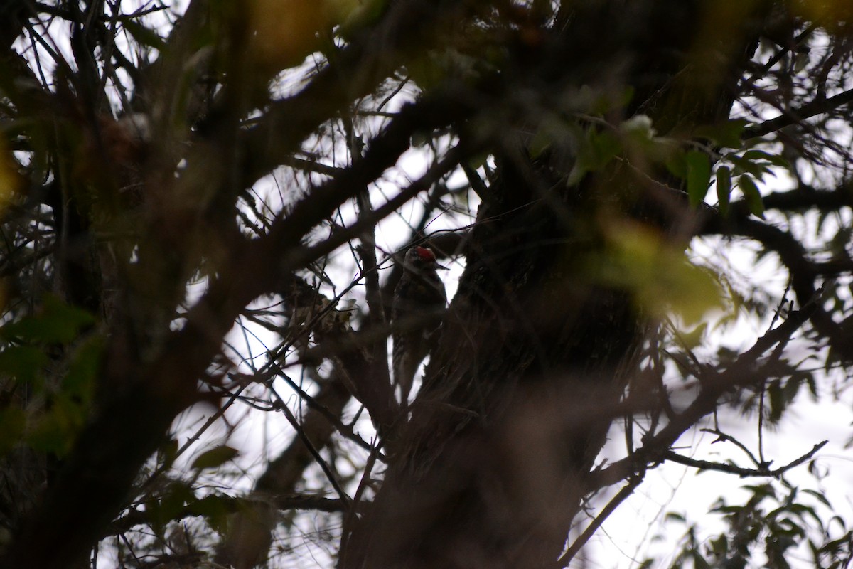 datel rudohrdlý - ML643379722