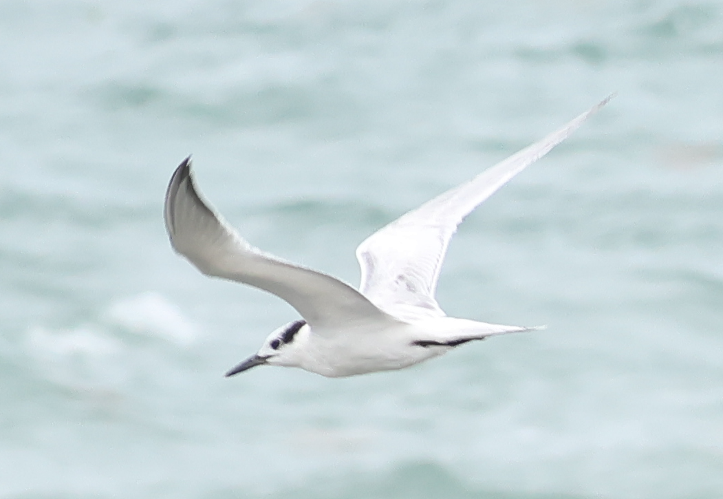 Sandwich Tern - ML643379723