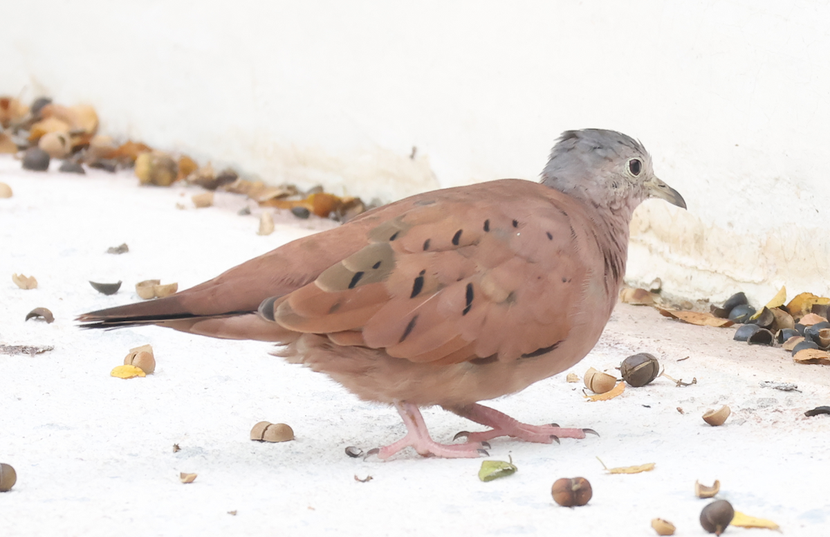Ruddy Ground Dove - ML643379729
