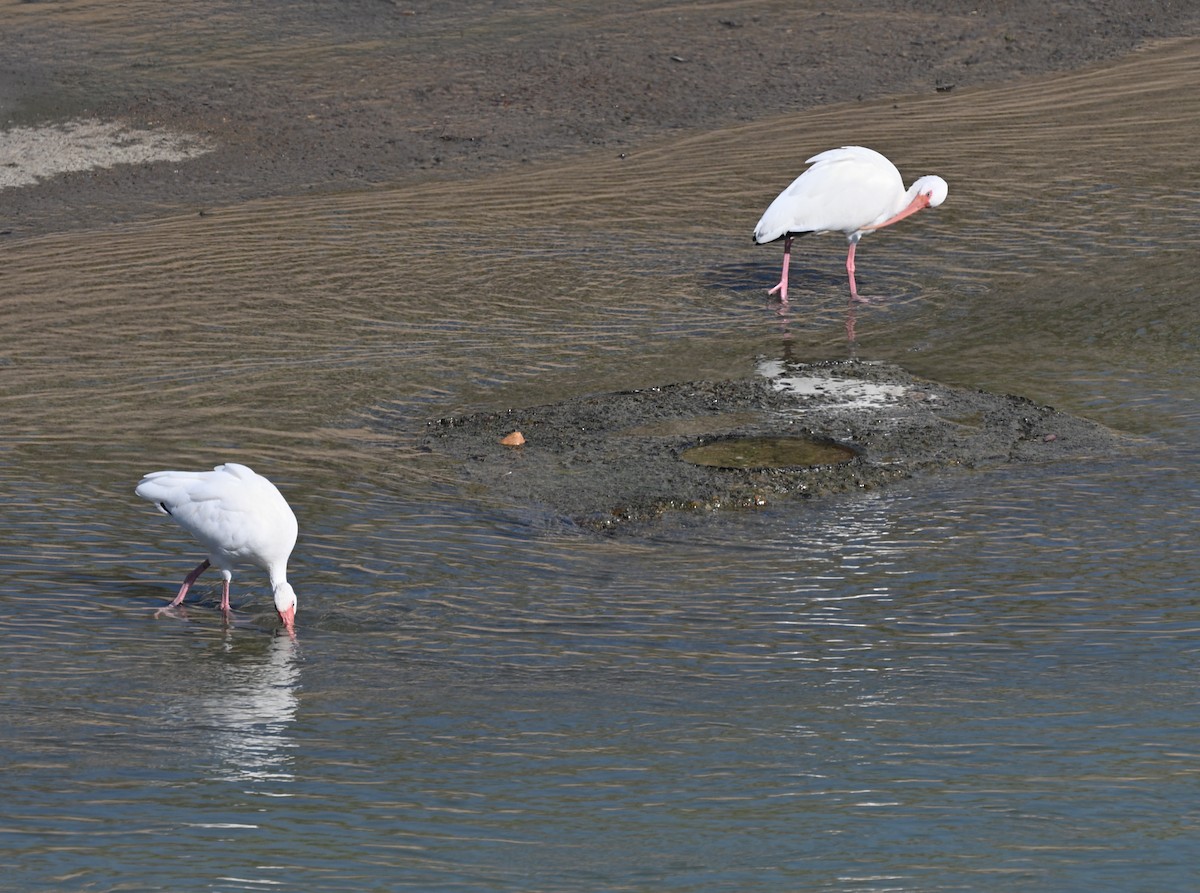 White Ibis - ML643379739
