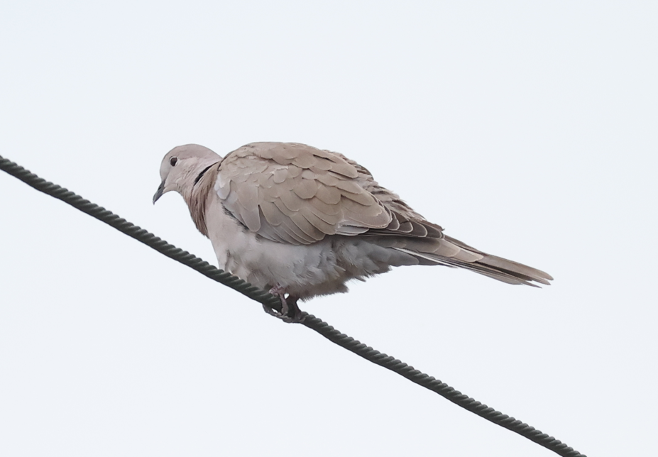 Eurasian Collared-Dove - ML643379752