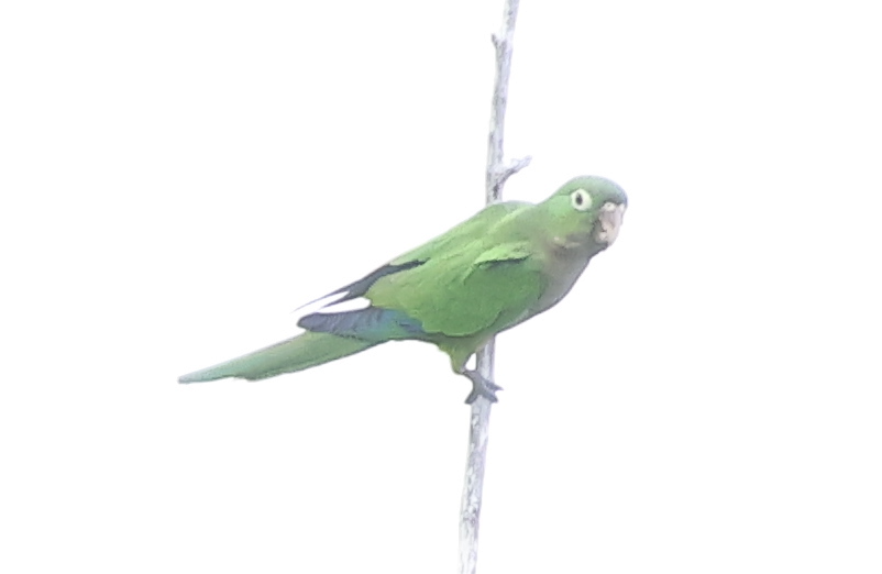 Olive-throated Parakeet - ML643379759