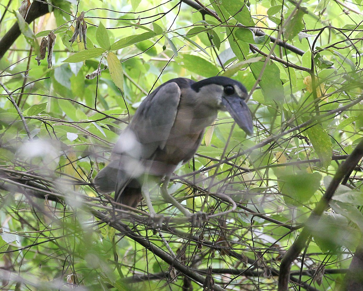 Boat-billed Heron - ML643379769