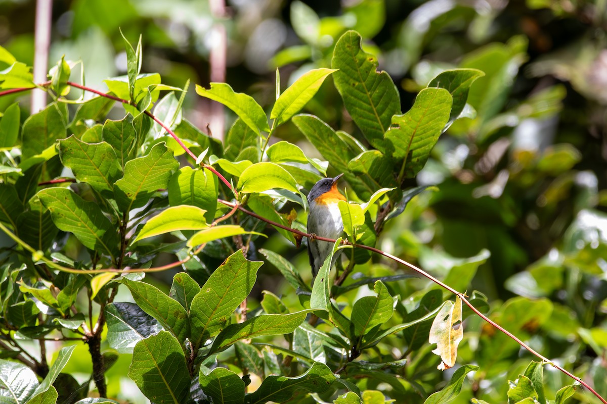 Flame-throated Warbler - ML643379770