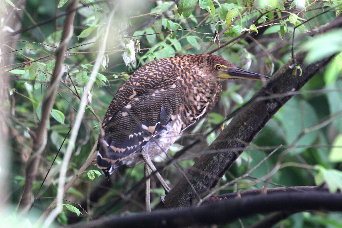 Rufescent Tiger-Heron - ML643379803