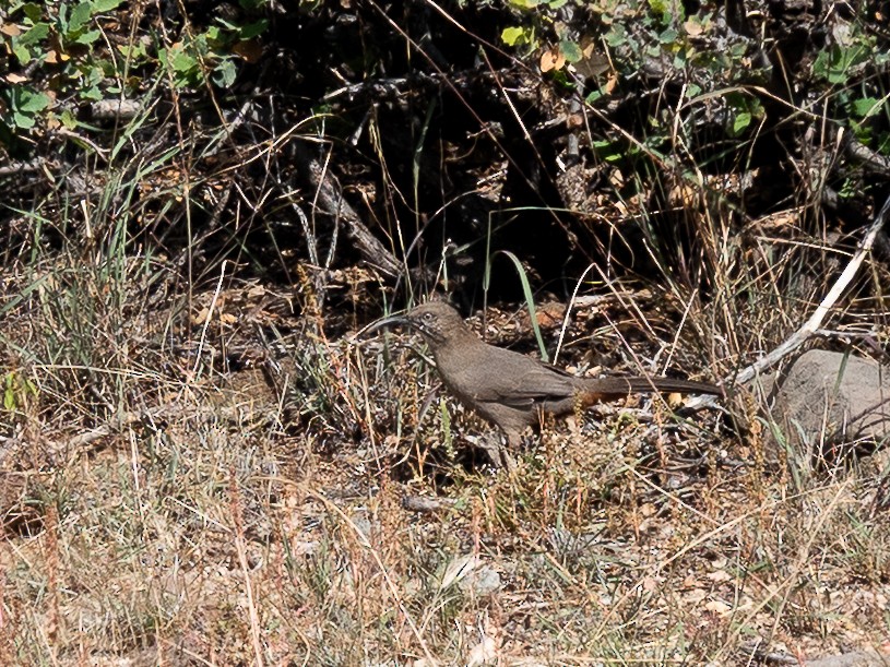 Crissal Thrasher - ML643379816