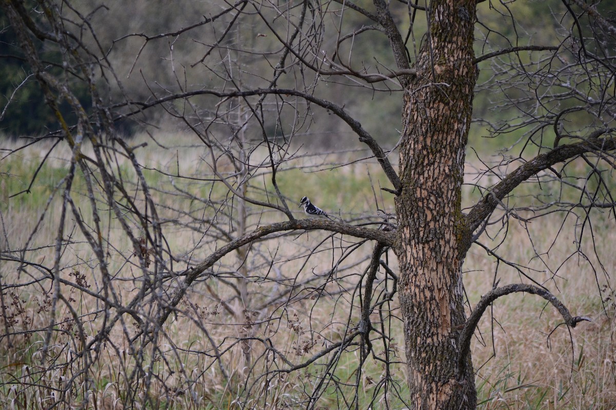 strakapoud americký - ML643379835