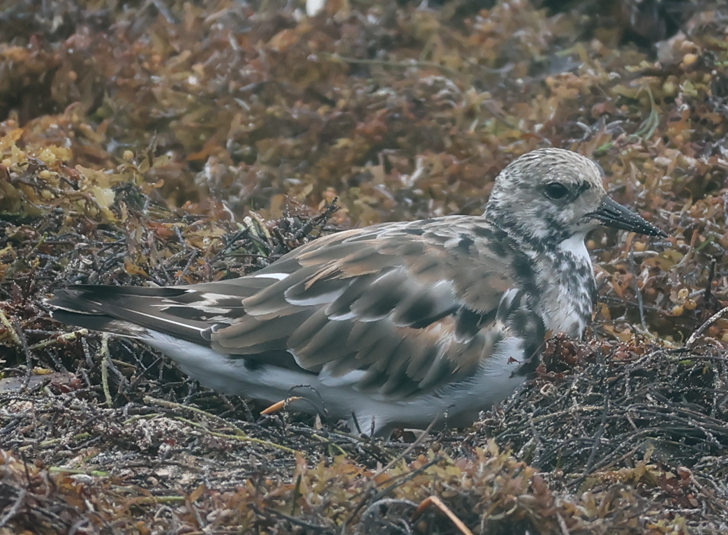 Ruddy Turnstone - ML643379851