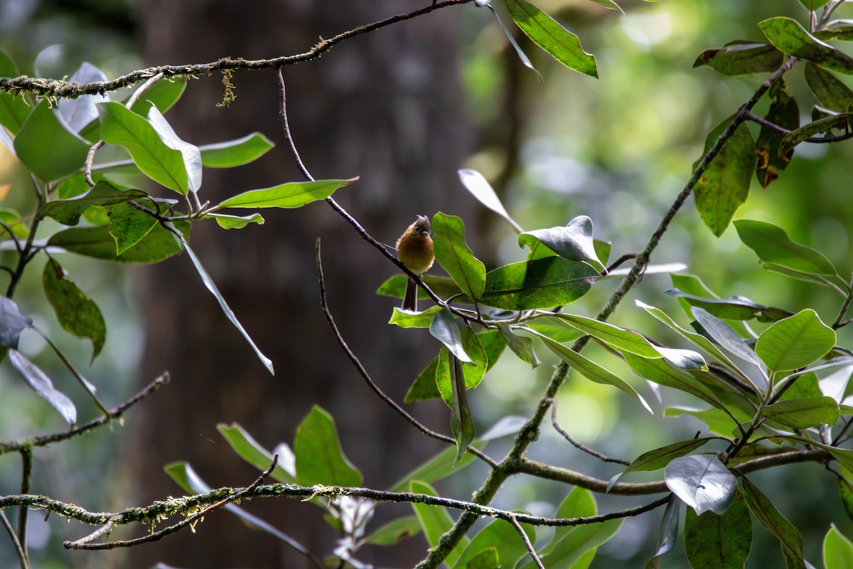 Tufted Flycatcher - ML643379866