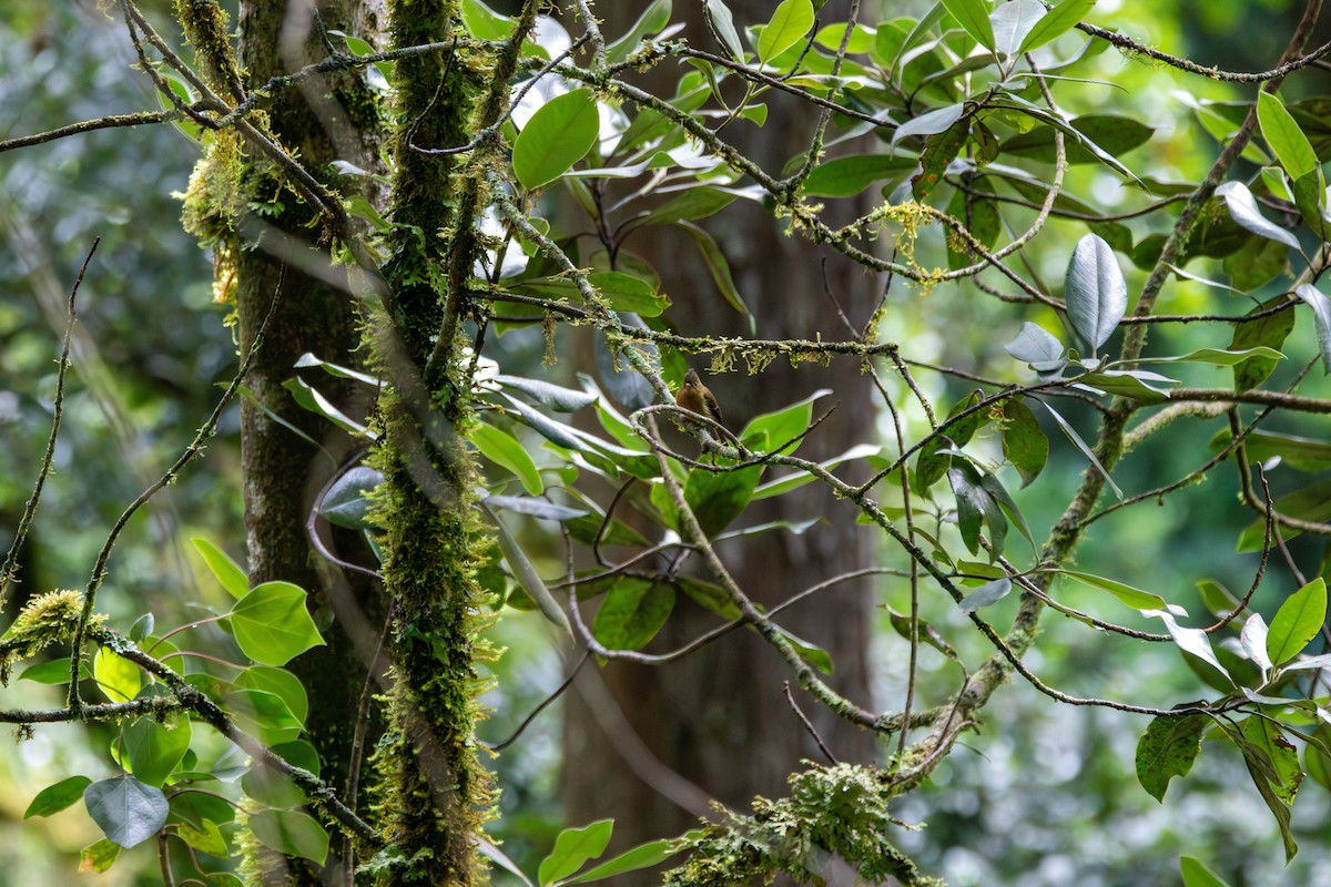 Tufted Flycatcher - ML643379867