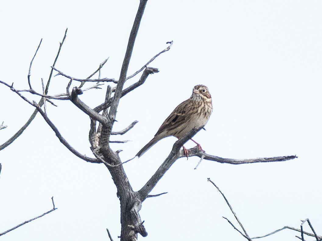 Vesper Sparrow - ML643379875