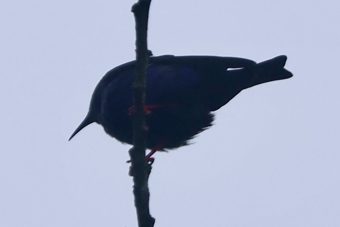 Red-legged Honeycreeper - ML643379881